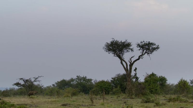 The hyena is an opportunist