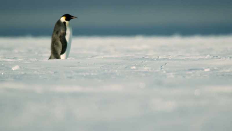 The ice that has been the penguin's home is melting