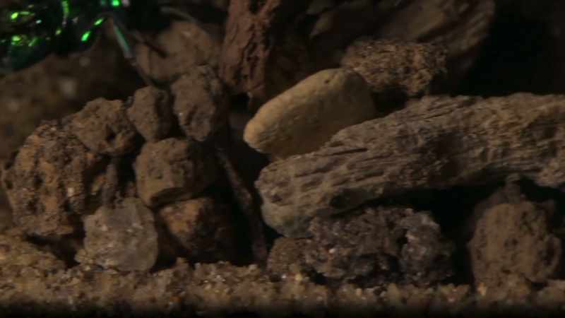 The idea is to keep the roach alive as long as possible so