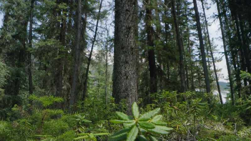 The ideal site is a mature lodgepole pine