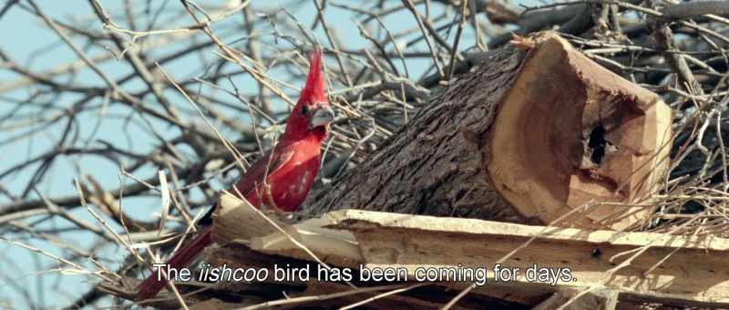 The iishcoo bird has been coming for days
