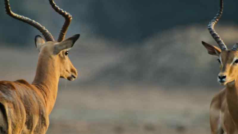 The impala keep a nervous watch