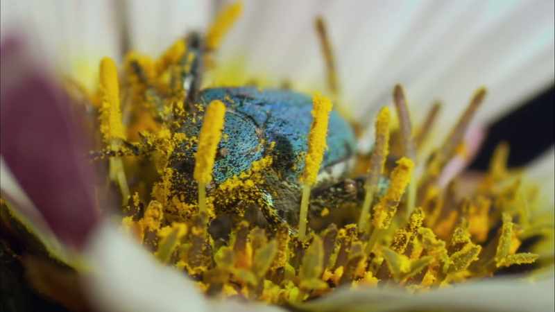 The insect would visit a flower for a dinner of
