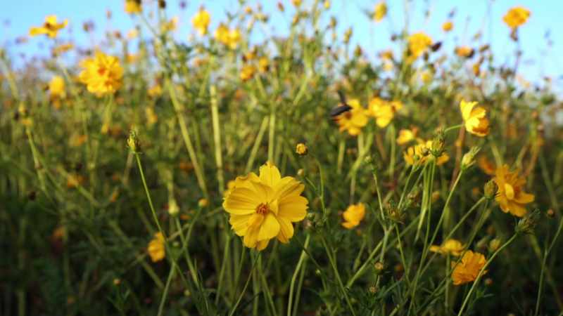 The insect would visit another flower