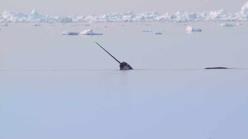 The Inuit word 