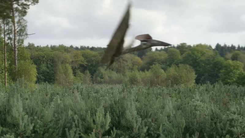The island-hopping pterosaurs move on to try their luck elsewhere