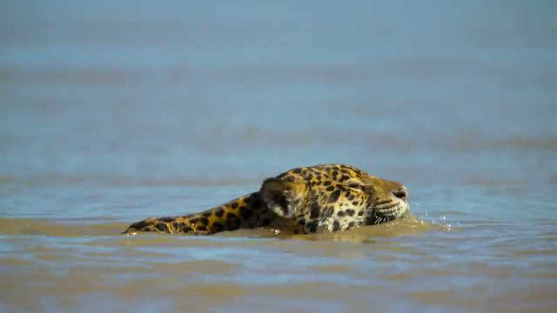 The jaguar