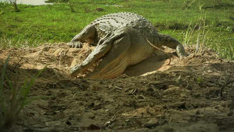 The jaws that deal in death