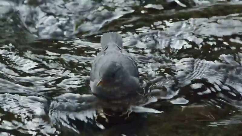 The juvenile dipper will be completely independent soon