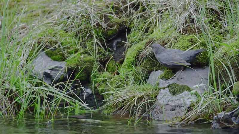 The juvenile dipper
