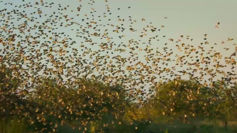 'The key to their success is a super-fast breeding cycle