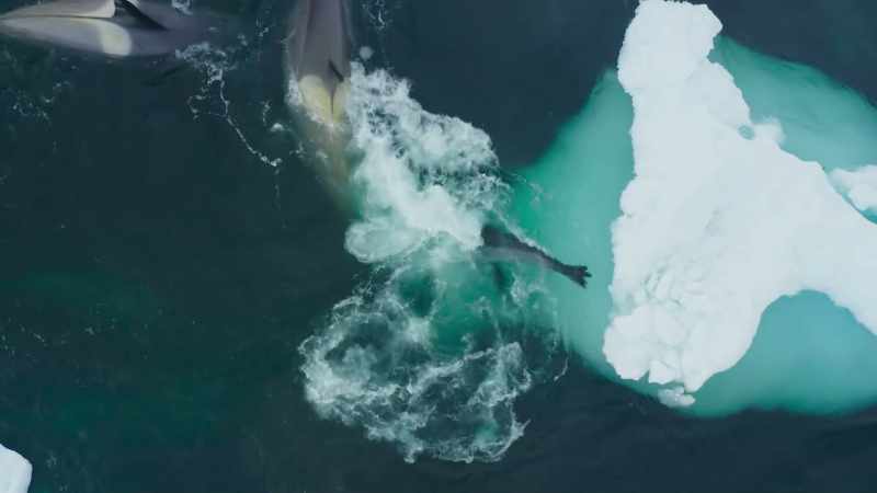 The killer whales approach the seal with utmost caution