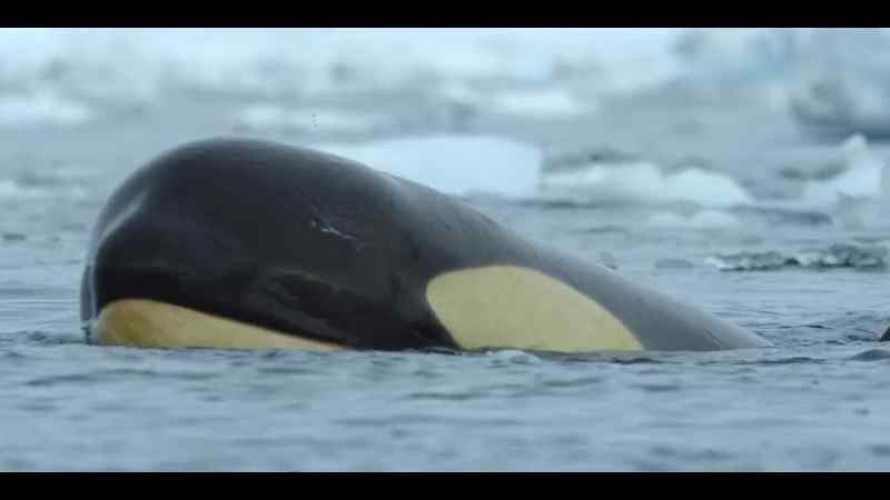 The killer whales are exhausted too