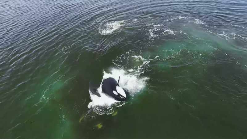 The killer whales