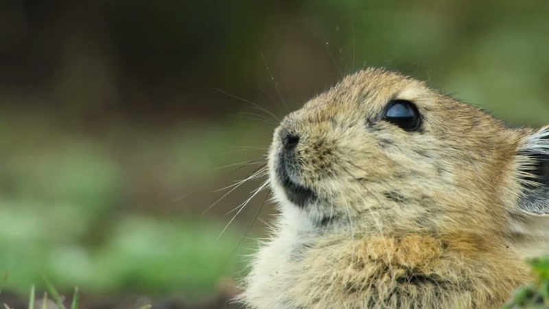 The king penguin chick is now four months old
