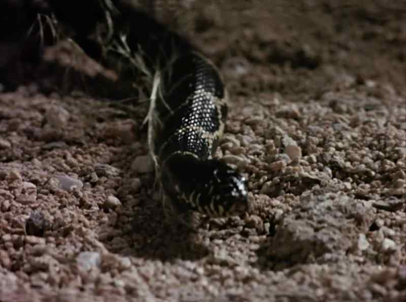 The kingsnake isn't poisonous