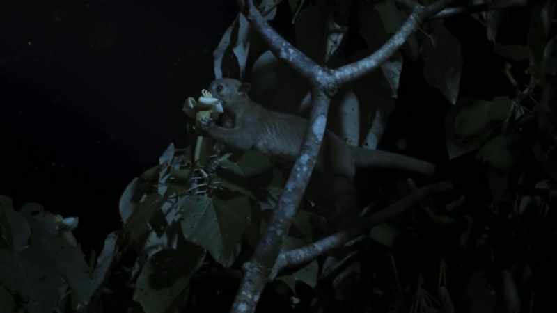 The kinkajous drink so greedily