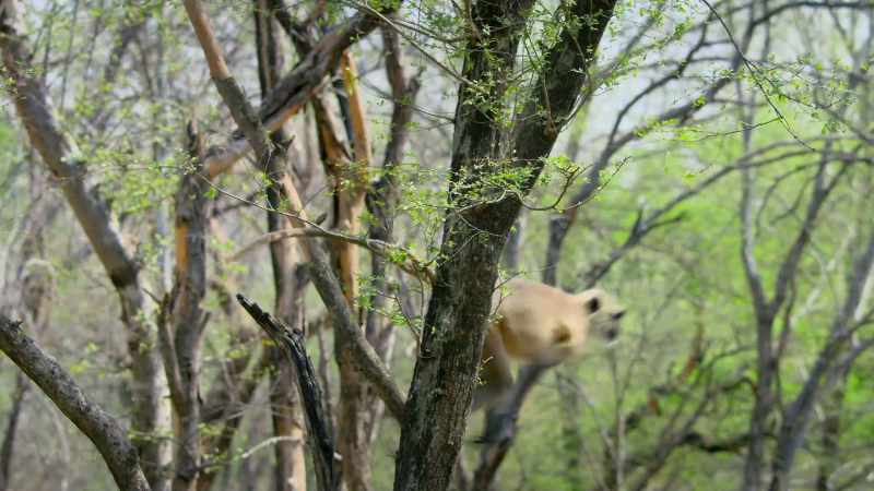 The langurs sounded the alarm before she could get close enough