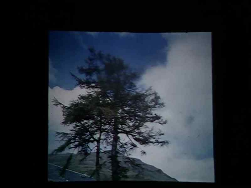 The larch