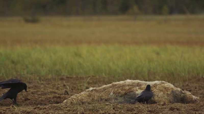 The large brown bear comes to stake a claim