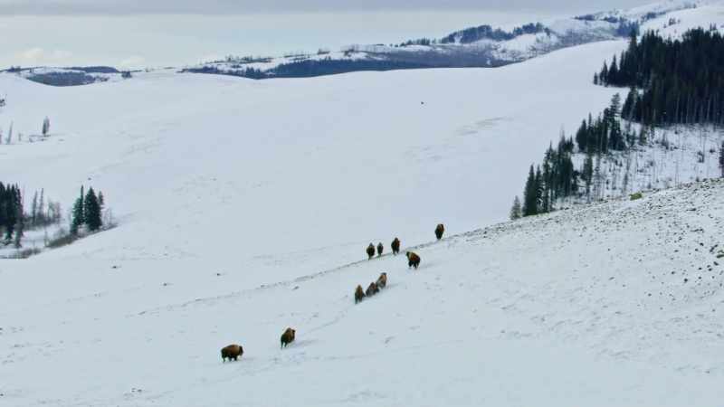 The large herds that graze the valleys