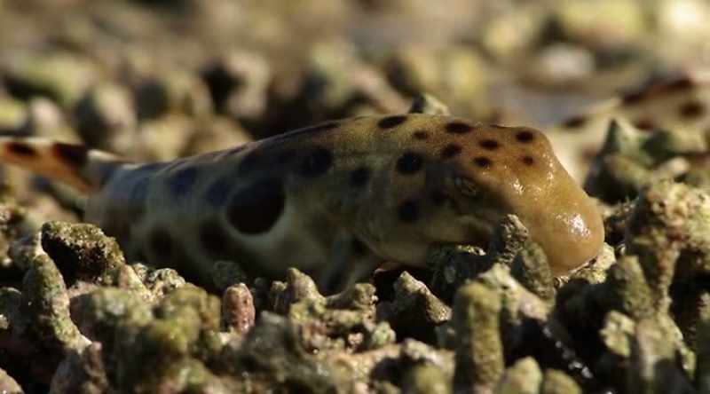 The largest epaulette shark is three feet long