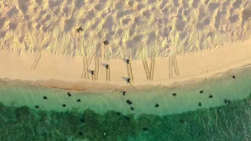 The largest green turtle nesting site in the world