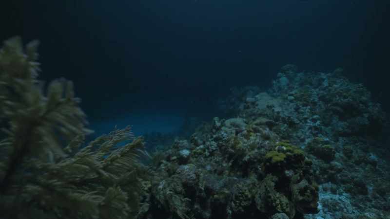 The largest mass migration on Earth occurs in almost total darkness