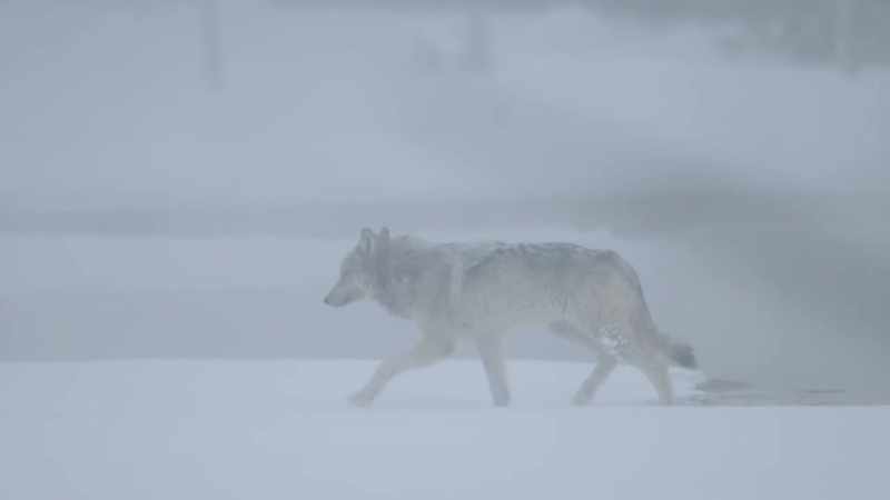 The largest pack of wolves in yellowstone