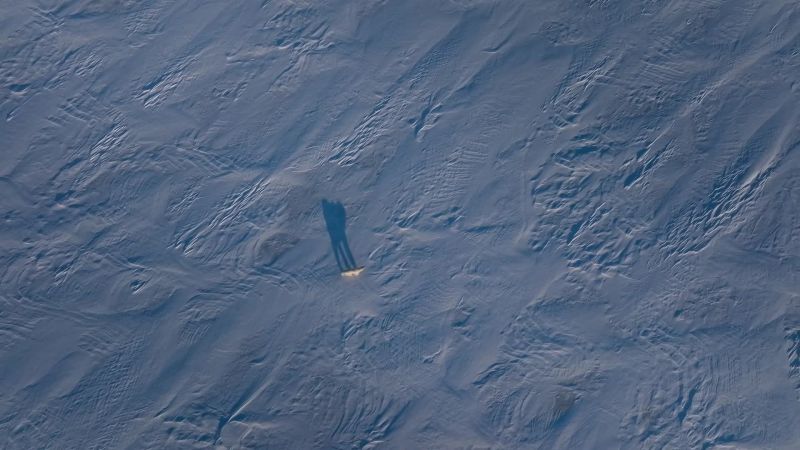 The largest predator to walk the earth needs to catch a seal every week