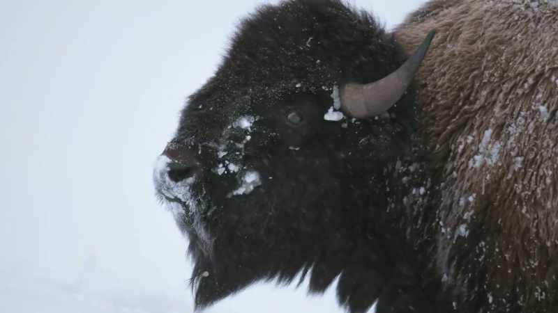 The last free-roaming herd
