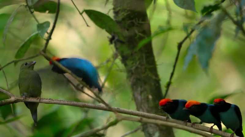 The lead male performs the final move