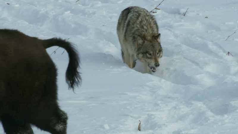 The leading wolves wait