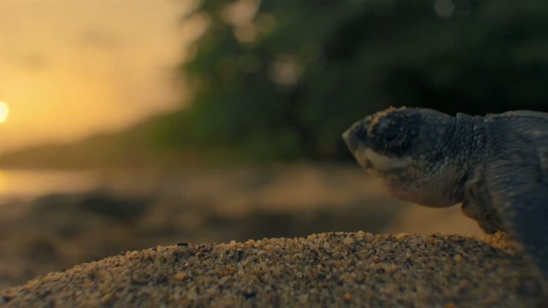 '..the leatherback eggs