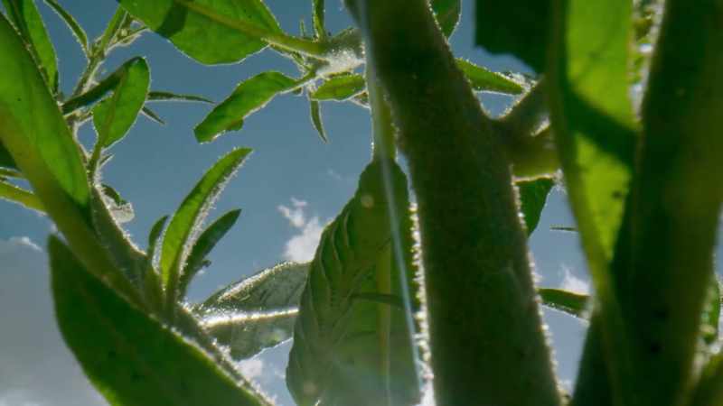 The leaves under attack produce nicotine