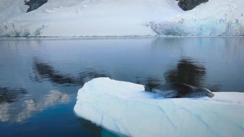 The leopard seal has been gorging too