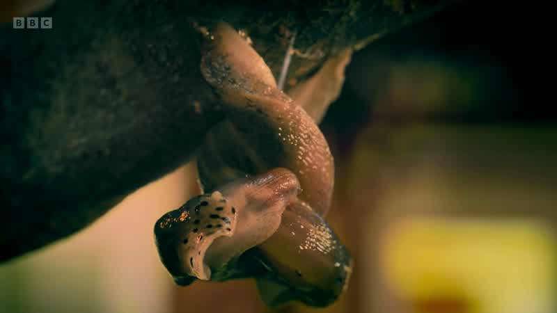 the leopard slug mating dance
