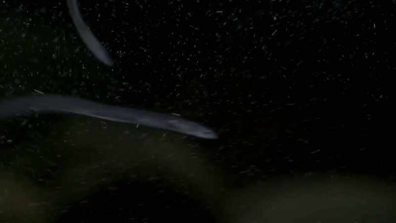 The leptocephali spends nine or ten months at sea