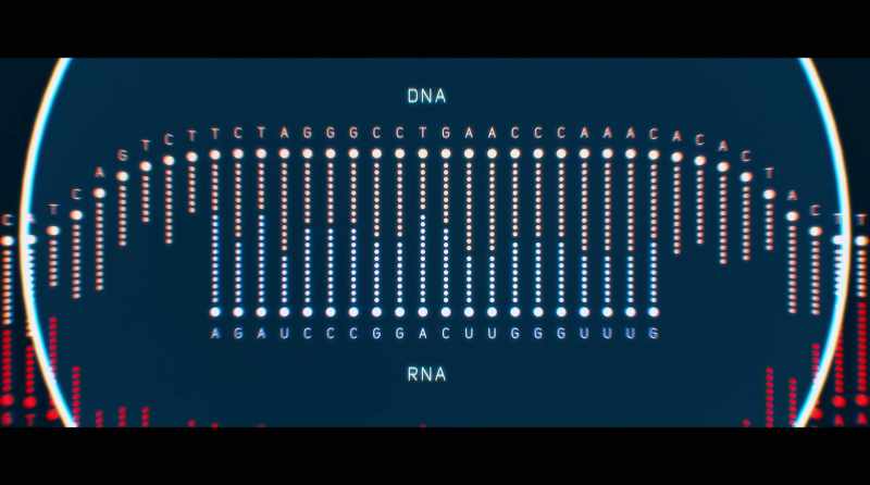 The letters in the RNA allow Cas9
