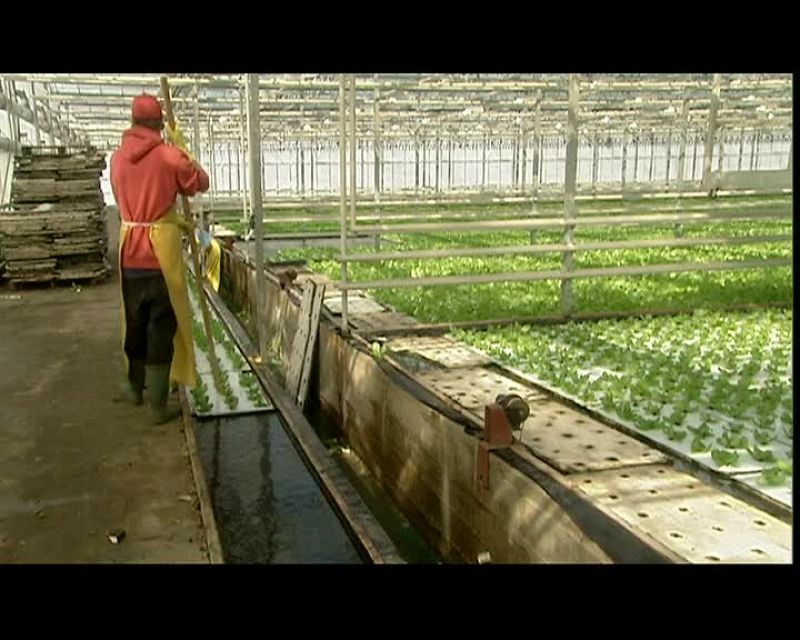 THE LETTUCES GO INTO THE PRODUCTION ZONE