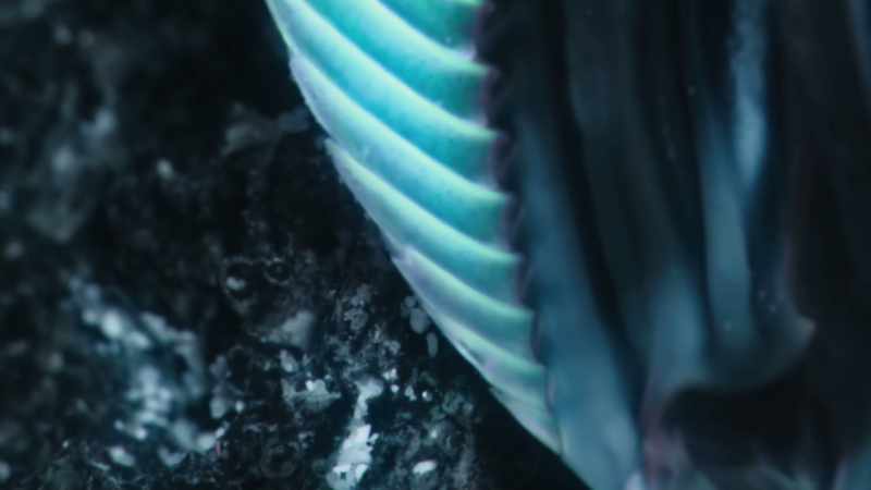 The light on the ocean floor is unpolarised