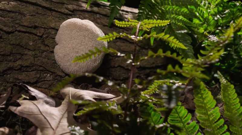 The Lion's Mane mushroom