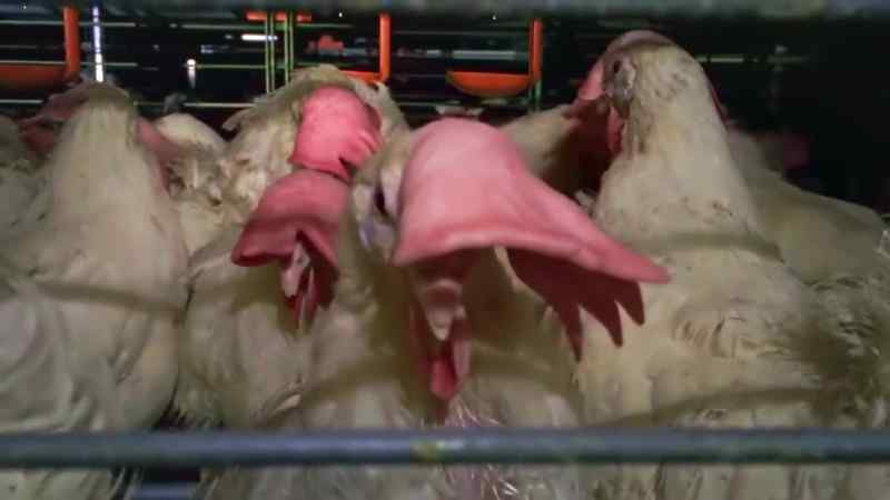 The little male chicks that don't make it