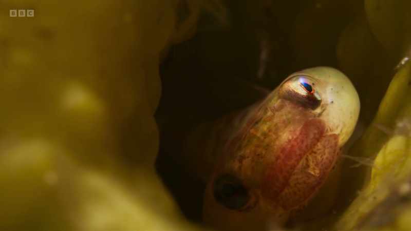 The little male clingfish has saved his young