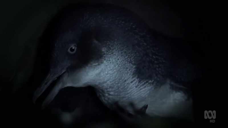 The little penguins' presence