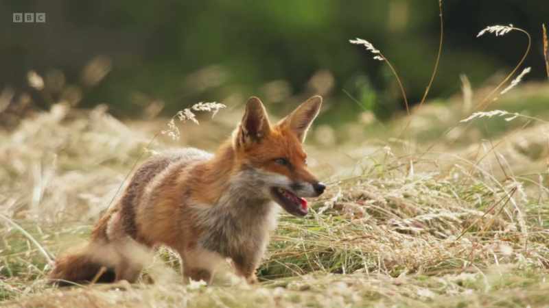 The local foxes here in Gloucestershire