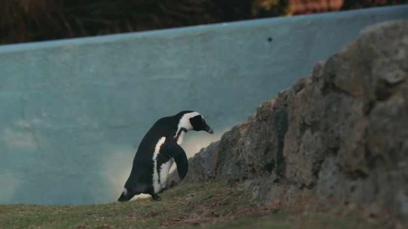 The long hunt and final waddle