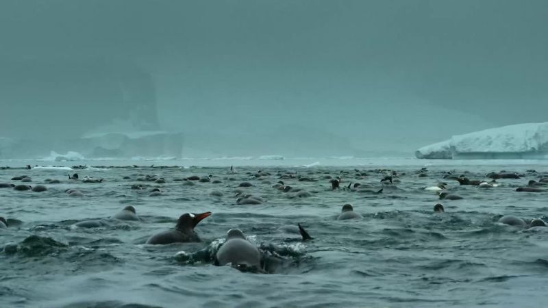 The longer they dive