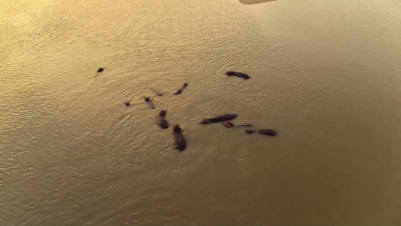 The Luangwa RiverÂ is home