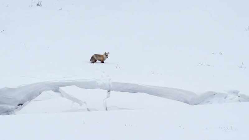 The lucky fox can continue his quest